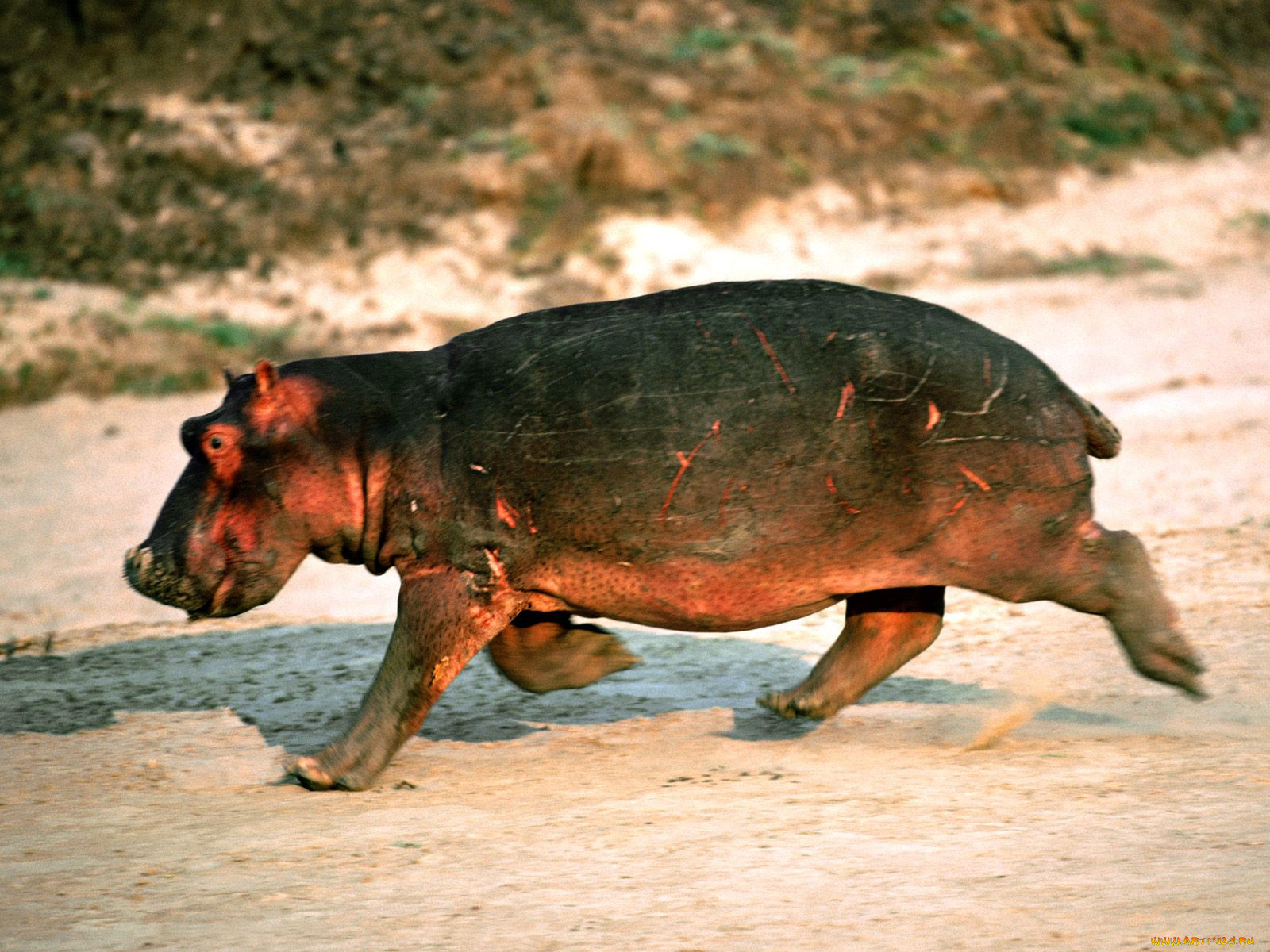 day, at, the, races, hippopotamus, , 